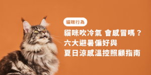 貓咪吹冷氣