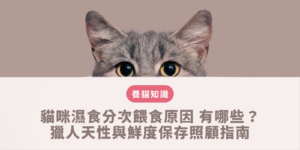 貓咪濕食分次餵食原因