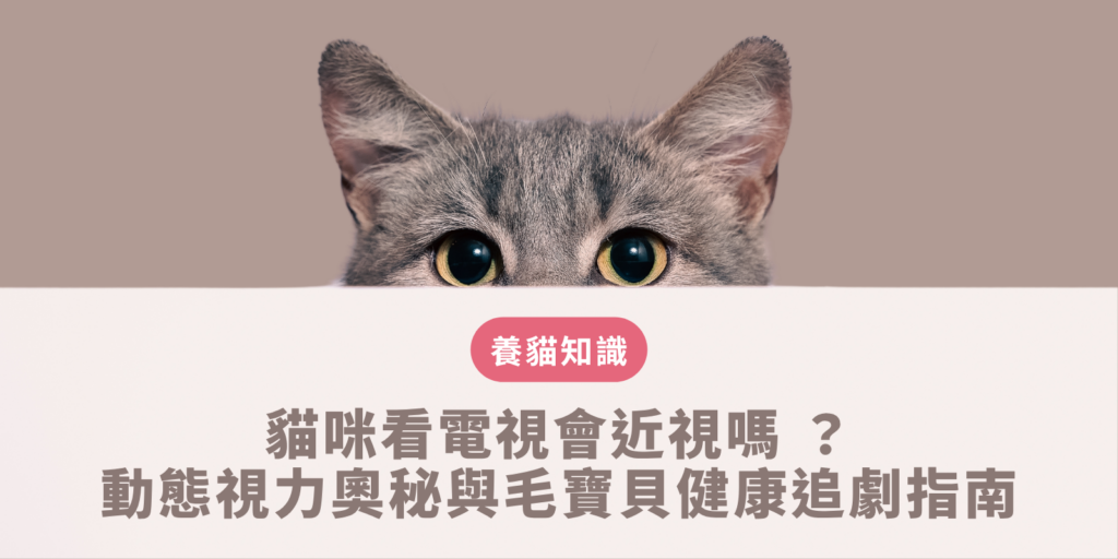 貓咪看電視會近視嗎