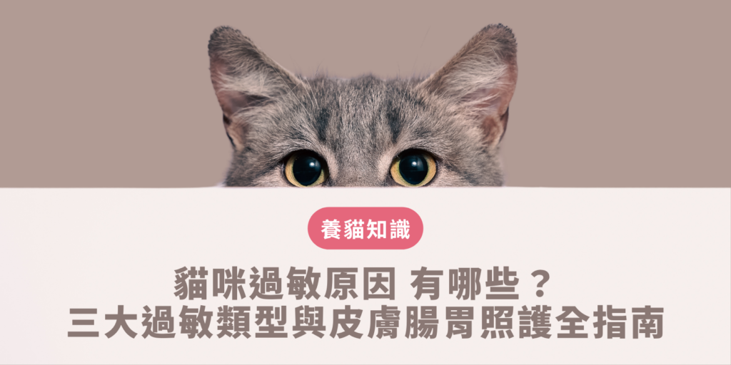 貓咪過敏原因