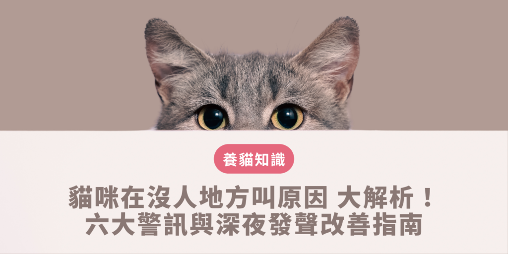貓在沒人地方叫原因