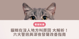 貓在沒人地方叫原因