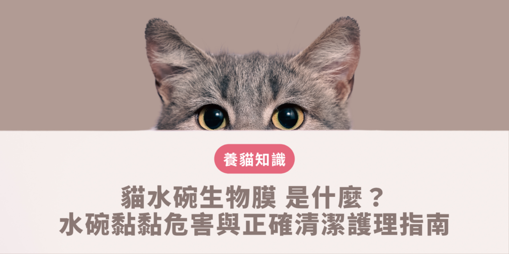 貓水碗生物膜 清潔護理指南