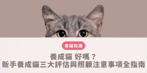 養成貓