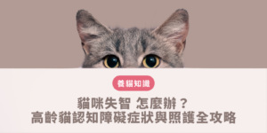 貓咪失智