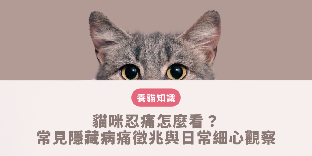 貓咪忍痛