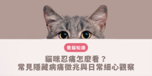 貓咪忍痛
