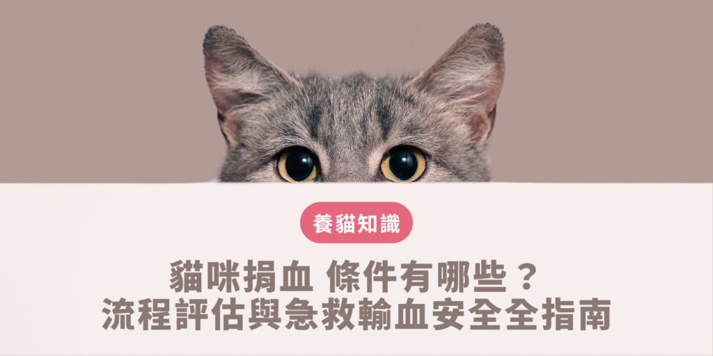 貓咪捐血