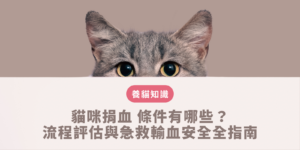 貓咪捐血