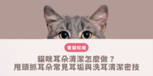 貓咪耳朵清潔