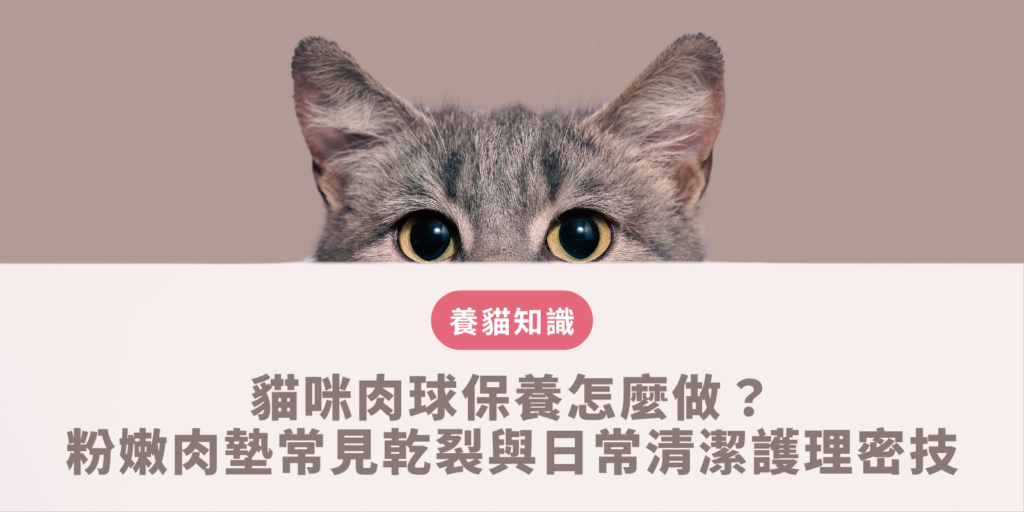 貓咪肉球保養