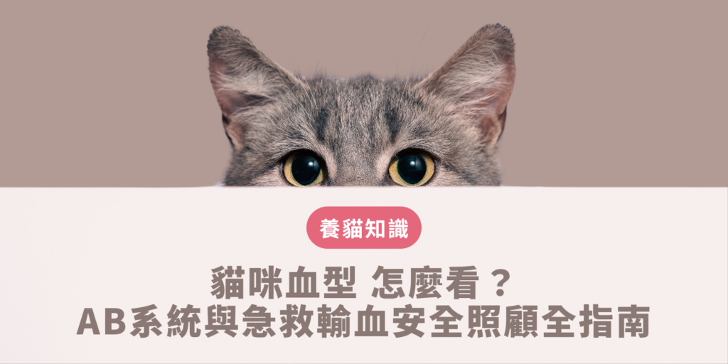 貓咪血型