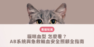 貓咪血型