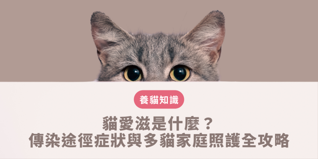 貓愛滋
