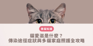 貓愛滋
