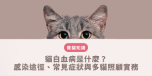 貓白血病