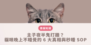 貓咪晚上不睡覺
