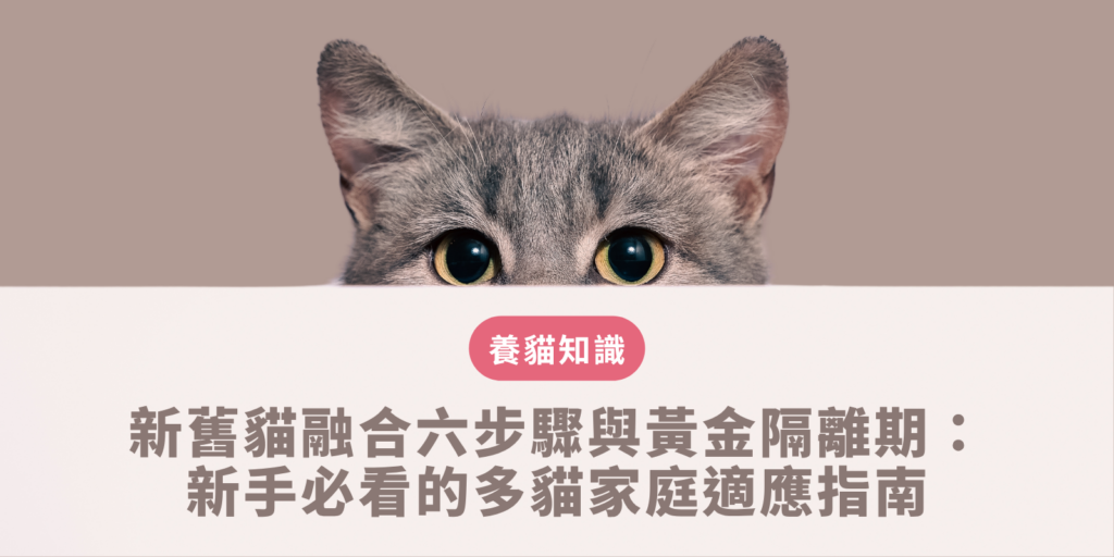 新舊貓融合