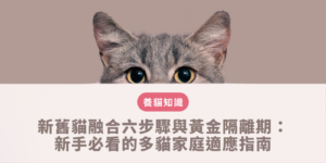 新舊貓融合