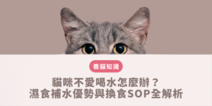 貓咪不愛喝水