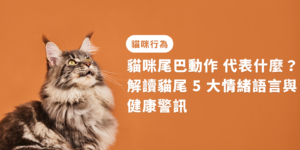 貓咪尾巴動作