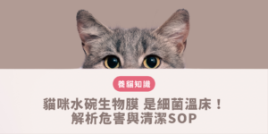 摺耳貓照護