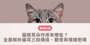 貓咪耳朵作用