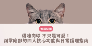貓咪肉球