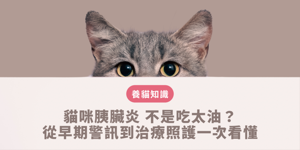 貓咪胰臟炎