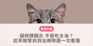 貓咪胰臟炎