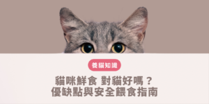 貓咪鮮食