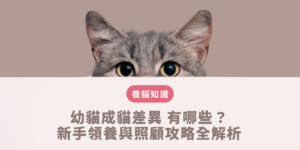 幼貓成貓差異
