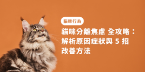 貓咪分離焦慮