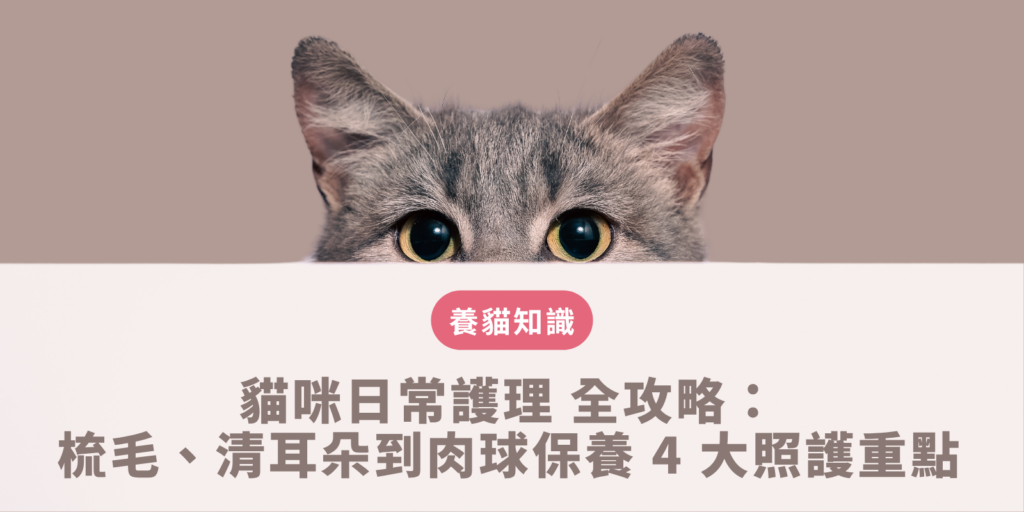 貓咪日常護理