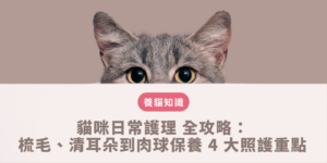 貓咪日常護理