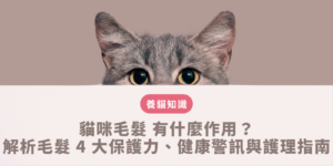 貓咪毛髮