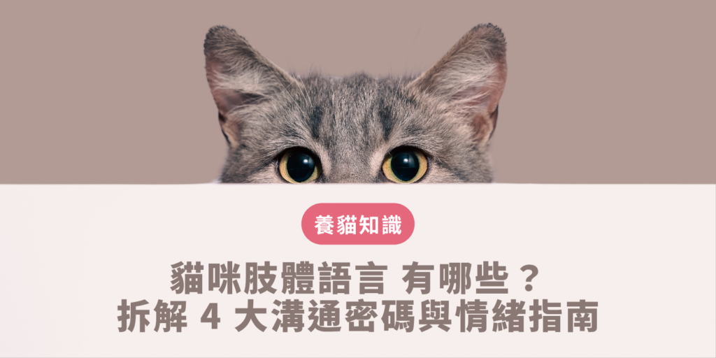 貓咪肢體語言