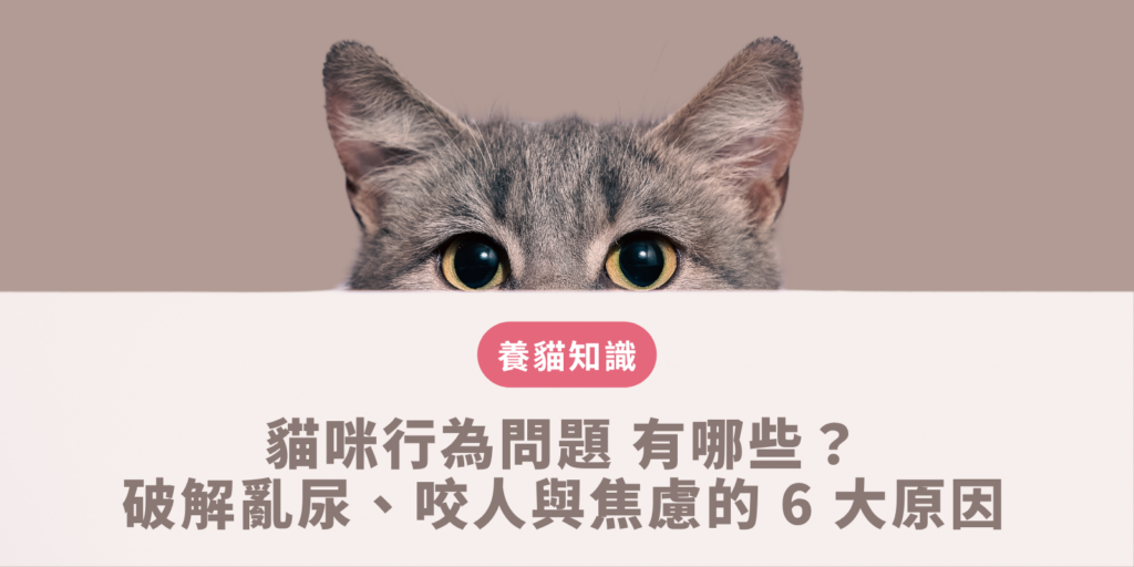 貓咪行為問題
