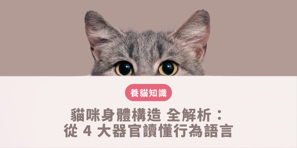 貓咪身體構造