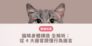 貓咪身體構造