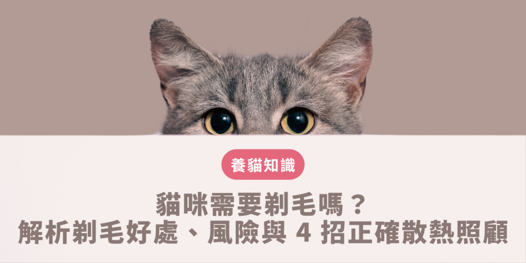 貓咪需要剃毛嗎