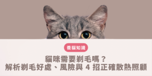 貓咪需要剃毛嗎