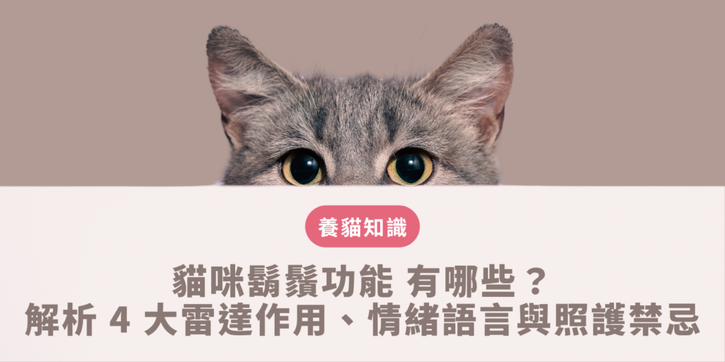 貓咪鬍鬚功能