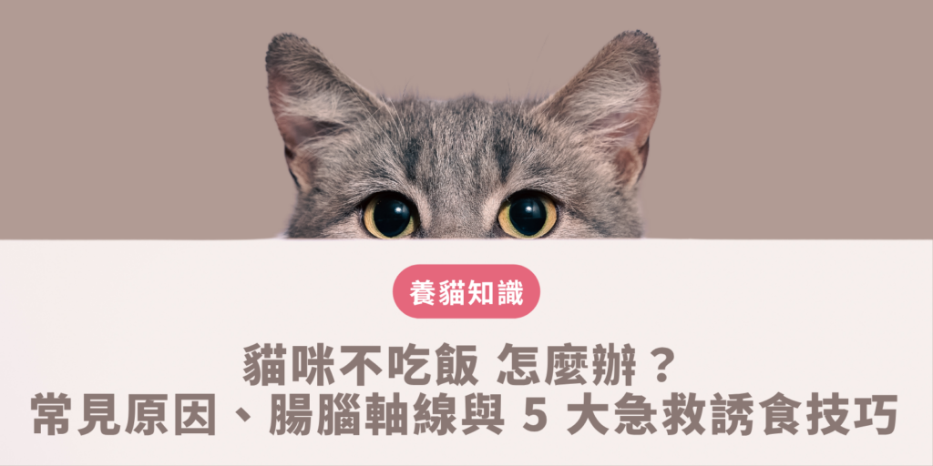 貓咪不吃飯