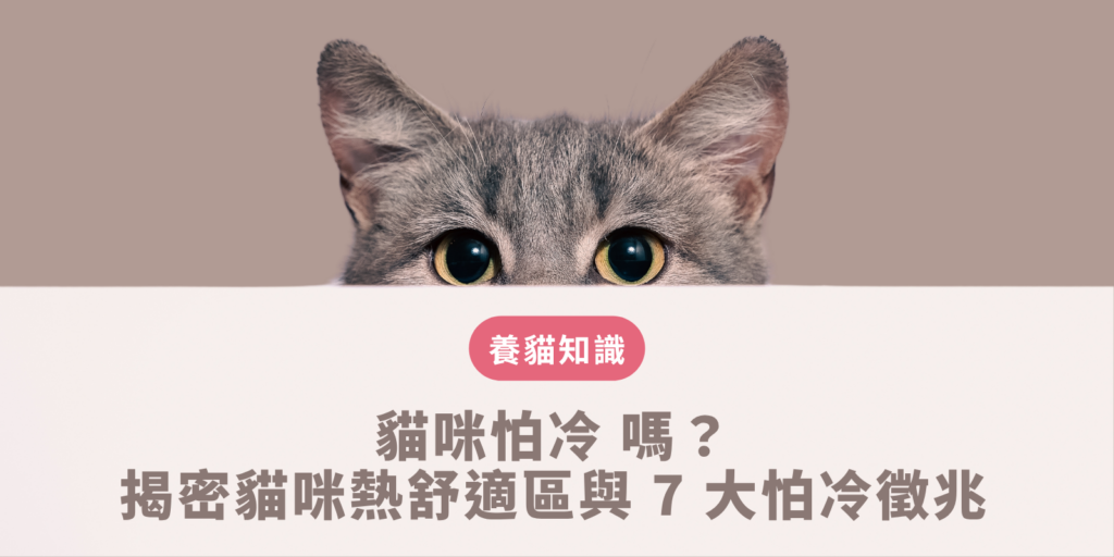 貓咪怕冷 嗎？