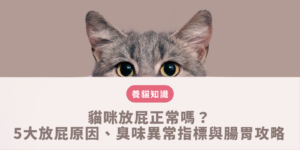 貓咪放屁