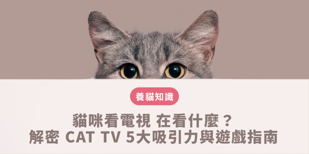 貓咪看電視