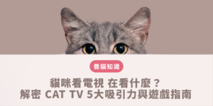 貓咪看電視