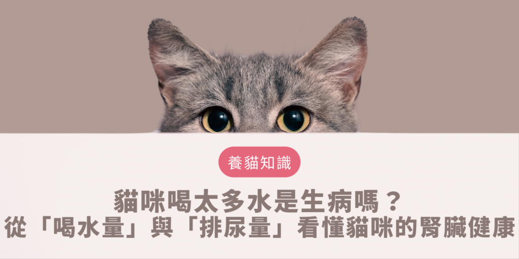 貓咪喝太多水