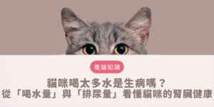 貓咪喝太多水